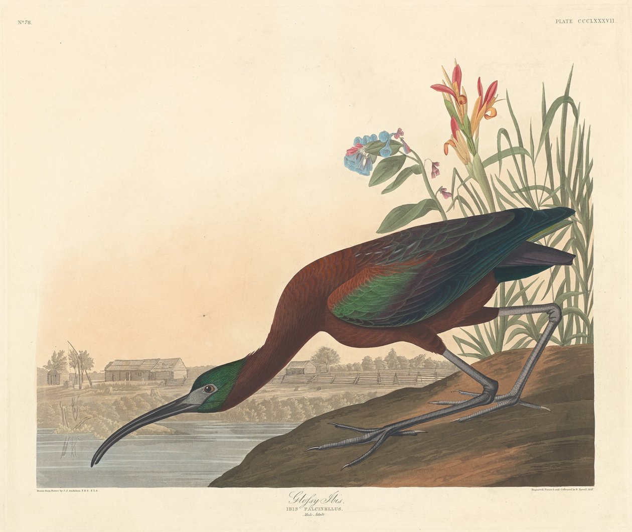 Glanzende Ibis door Robert Havell
