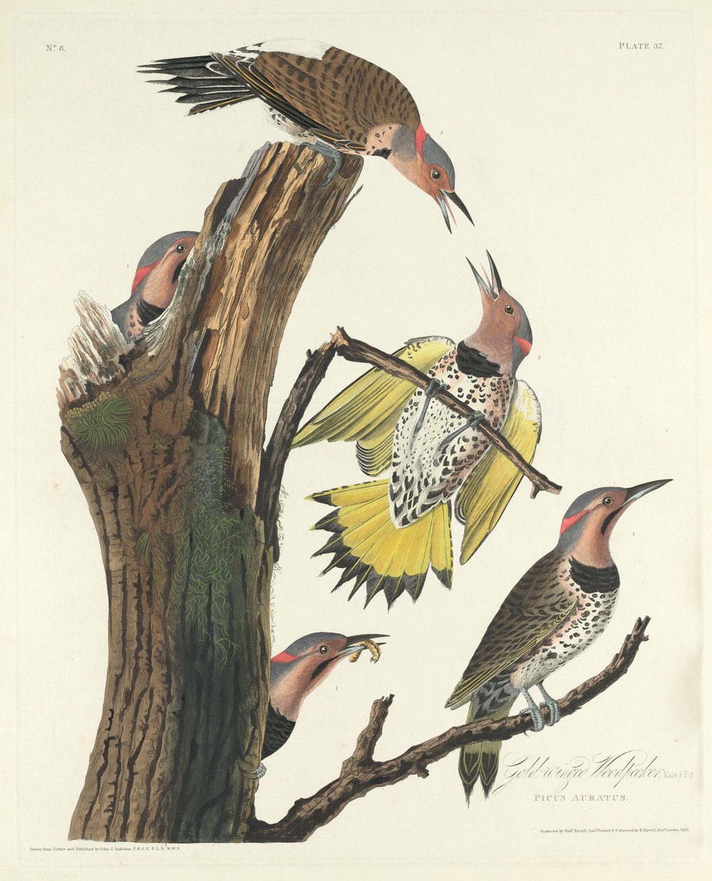 Goudvleugel specht, 1828 door Robert Havell