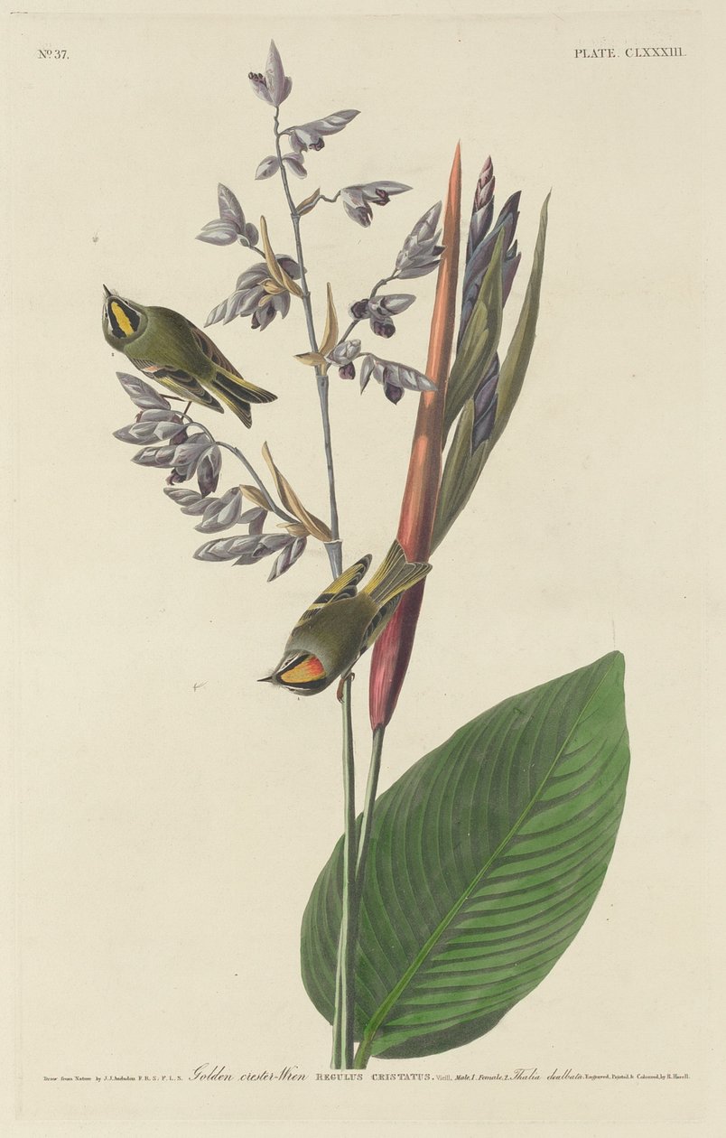 Goudhaantje, 1833 door Robert Havell