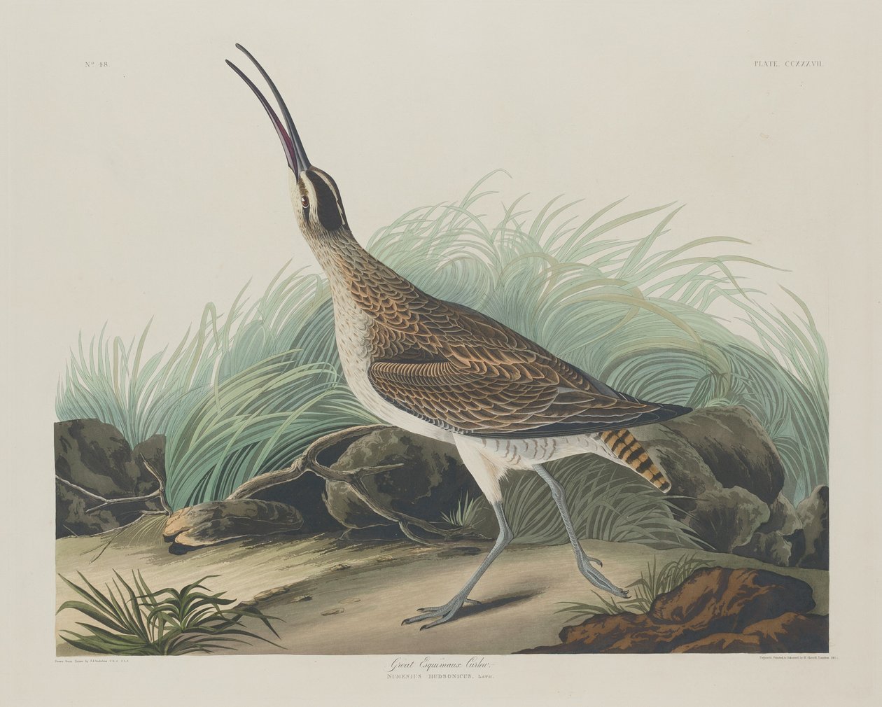 Grote Eskimowulp door Robert Havell