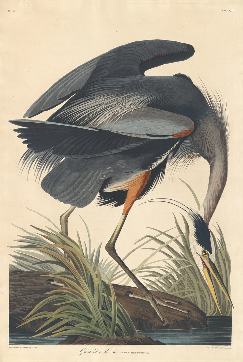 Grote Blauwe Reiger, 1834 door Robert Havell