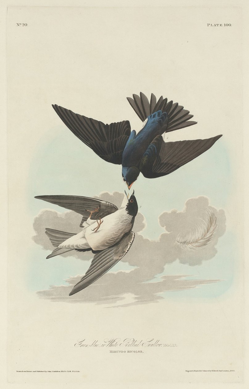 Groen-blauwe of witbuikzwaluw door Robert Havell
