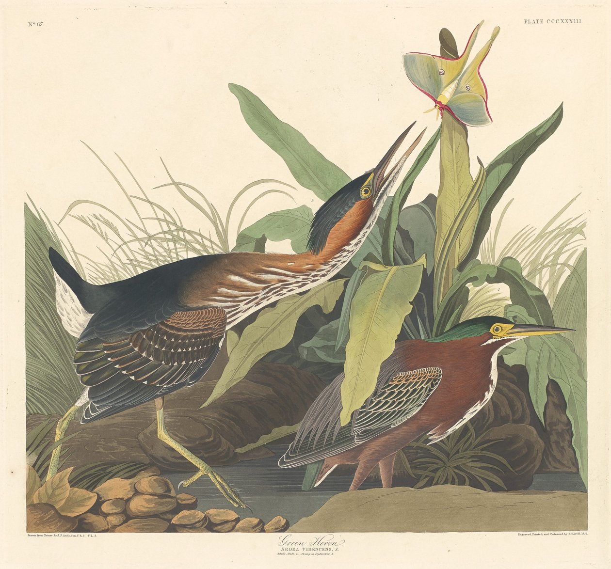 Groene reiger door Robert Havell