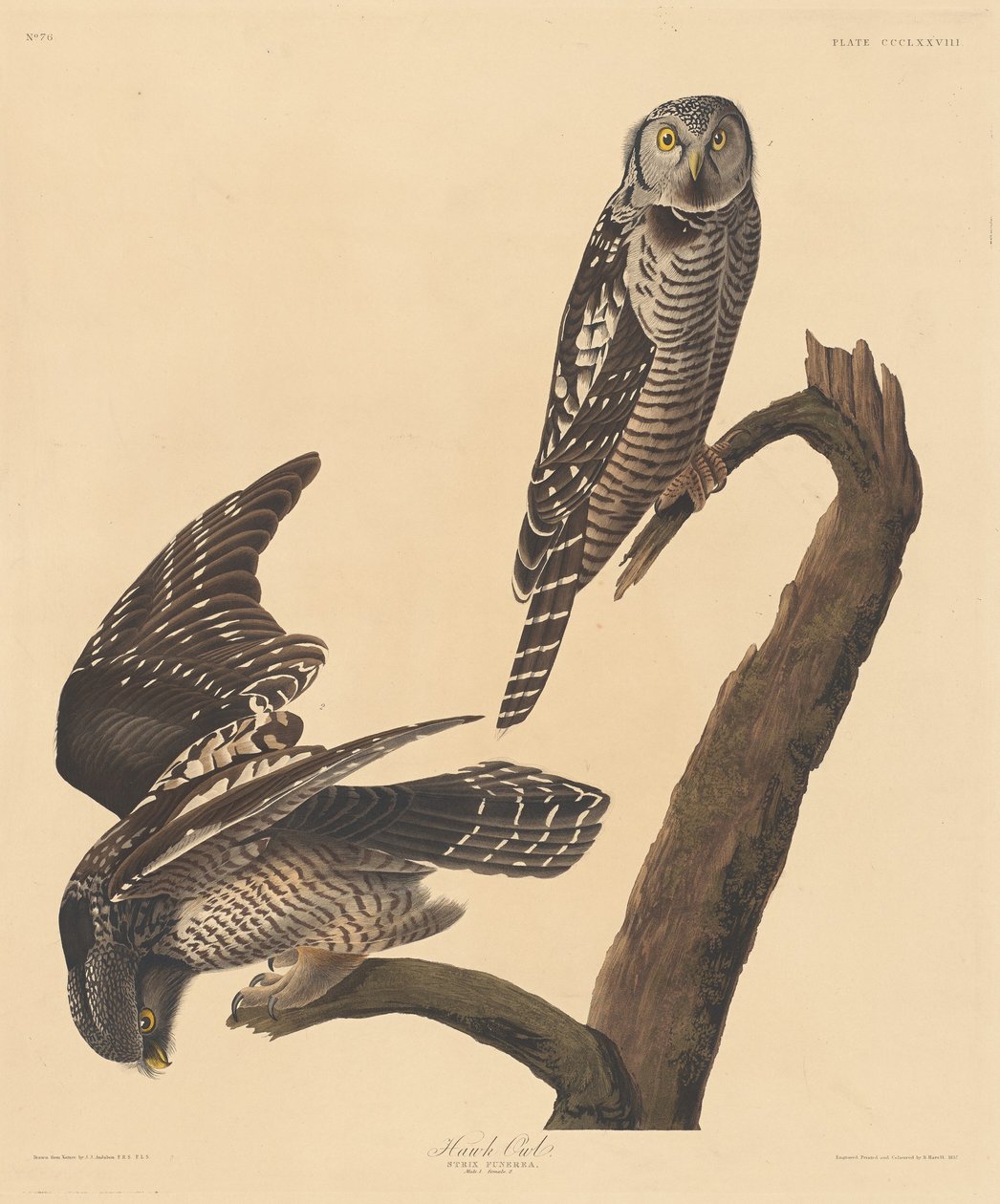Havikuil, 1837 door Robert Havell