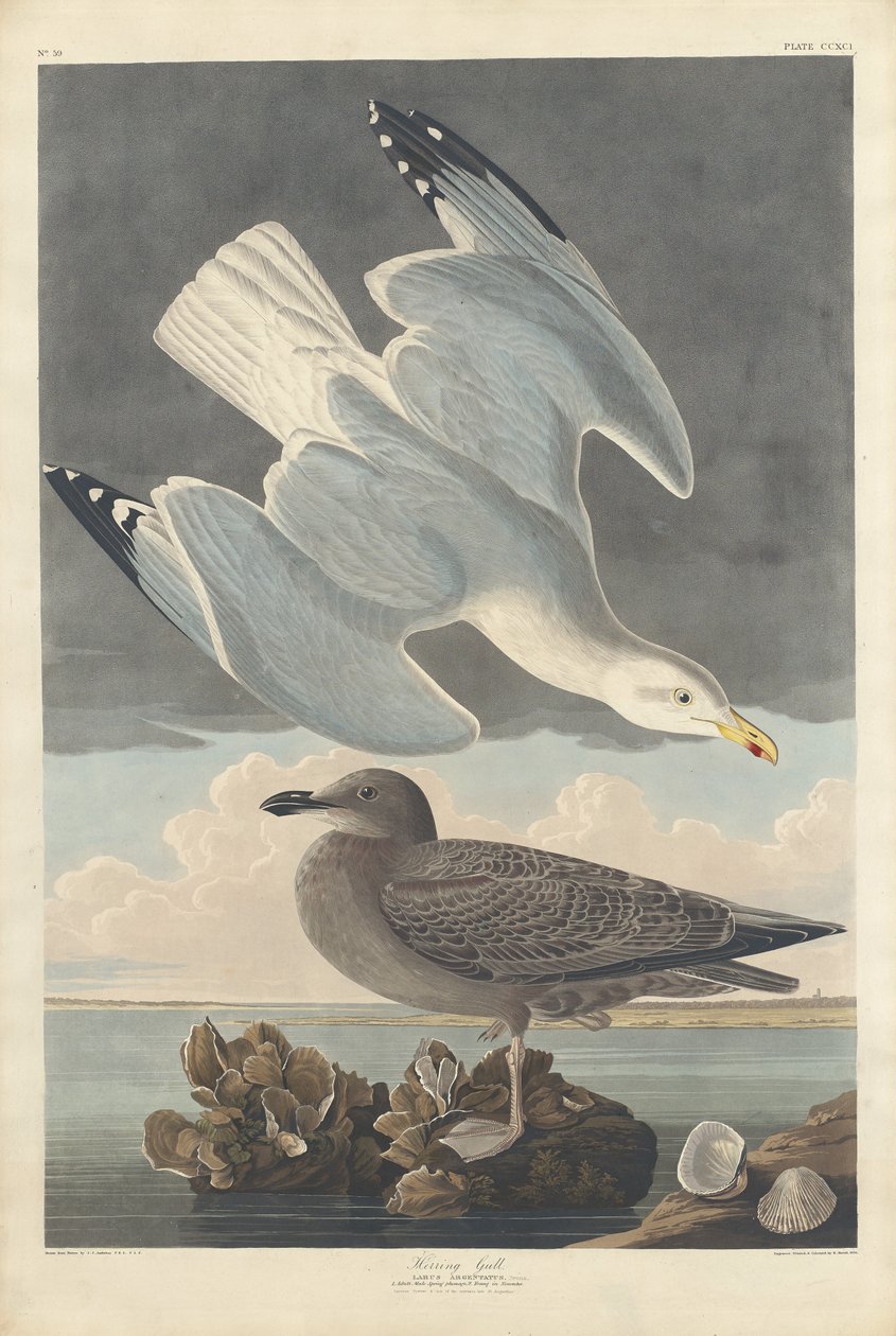 Zilvermeeuw door Robert Havell