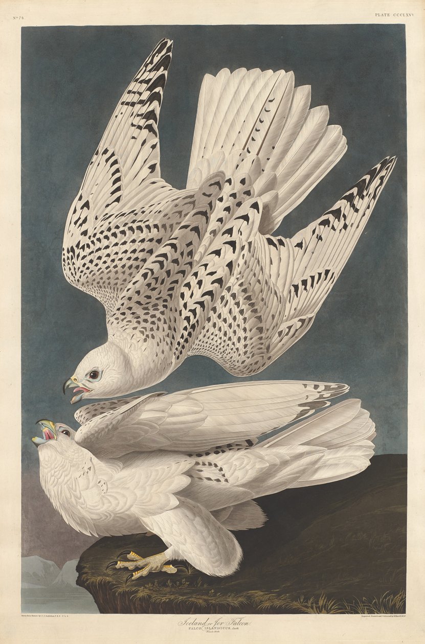 IJslandse of Jer Valk, 1837 door Robert Havell