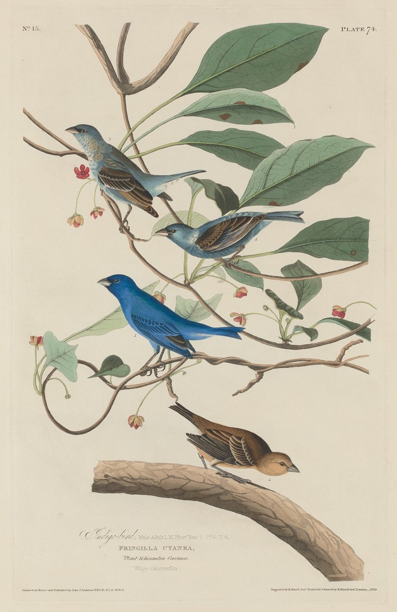 Indigovogel, 1829 door Robert Havell