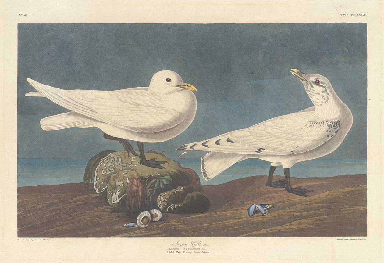 Ivoormeeuw, 1836 door Robert Havell