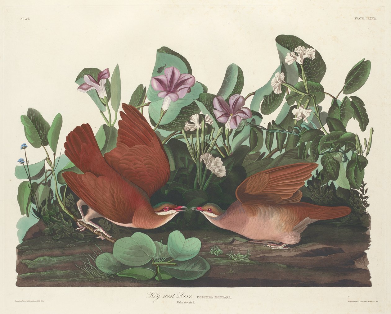 Key-west Duif, 1833 door Robert Havell