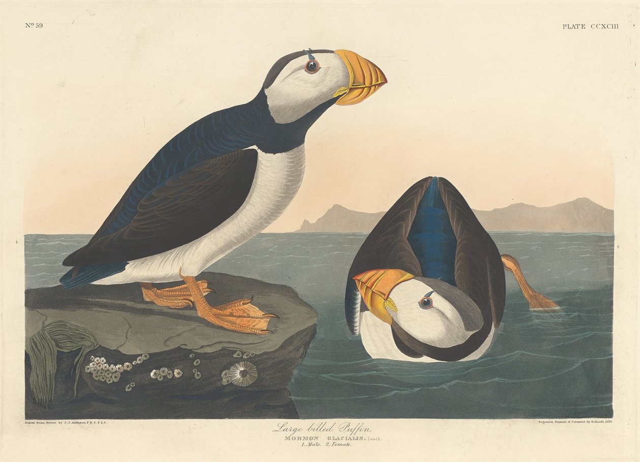Grootbekalk, 1836 door Robert Havell