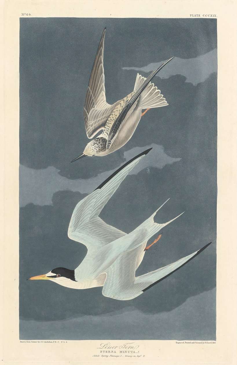 Dwergstern, 1836 door Robert Havell