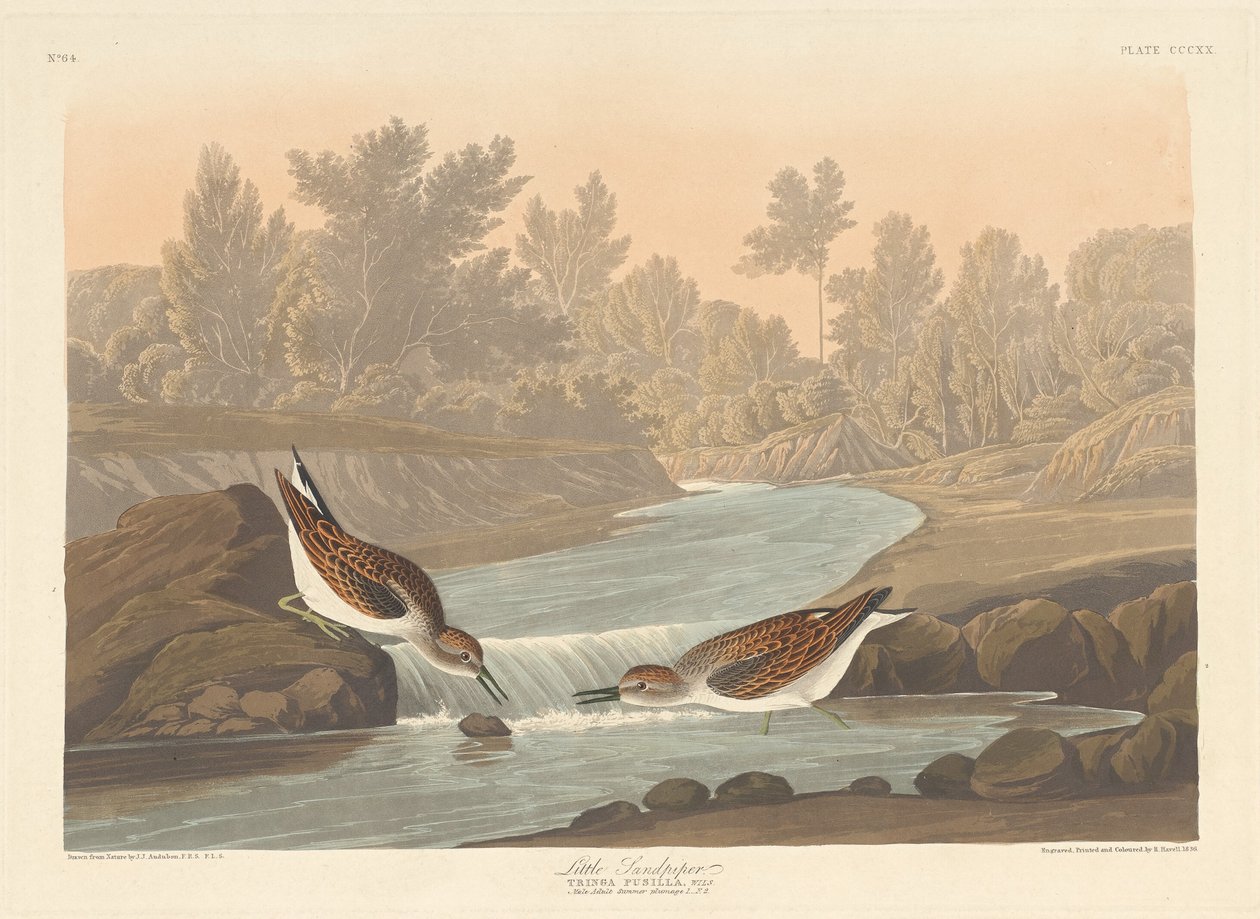 Kleine Strandloper, 1836 door Robert Havell