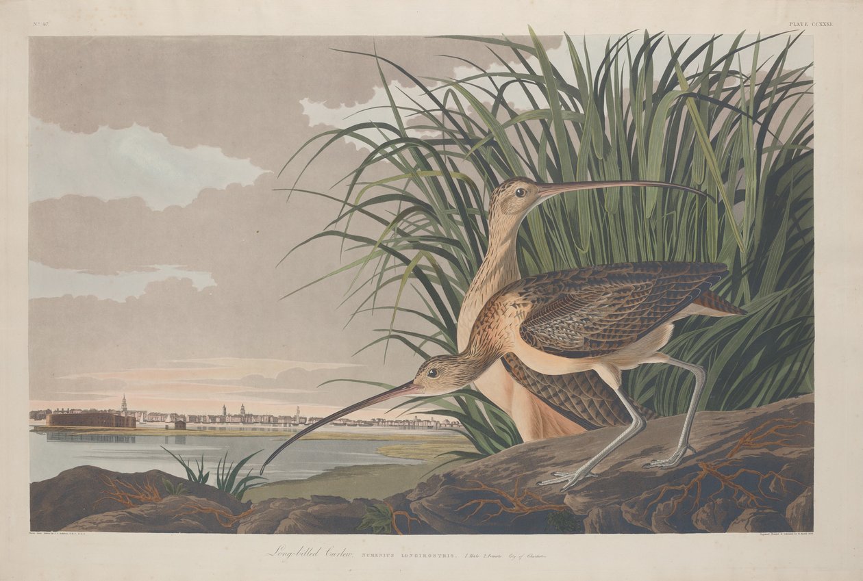 Langsnavelige Wulp, 1834 door Robert Havell