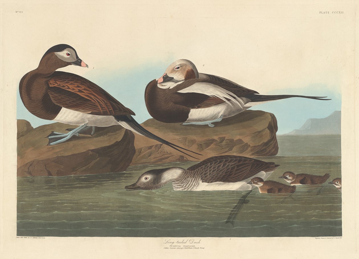 Langstaart eend, 1836 door Robert Havell