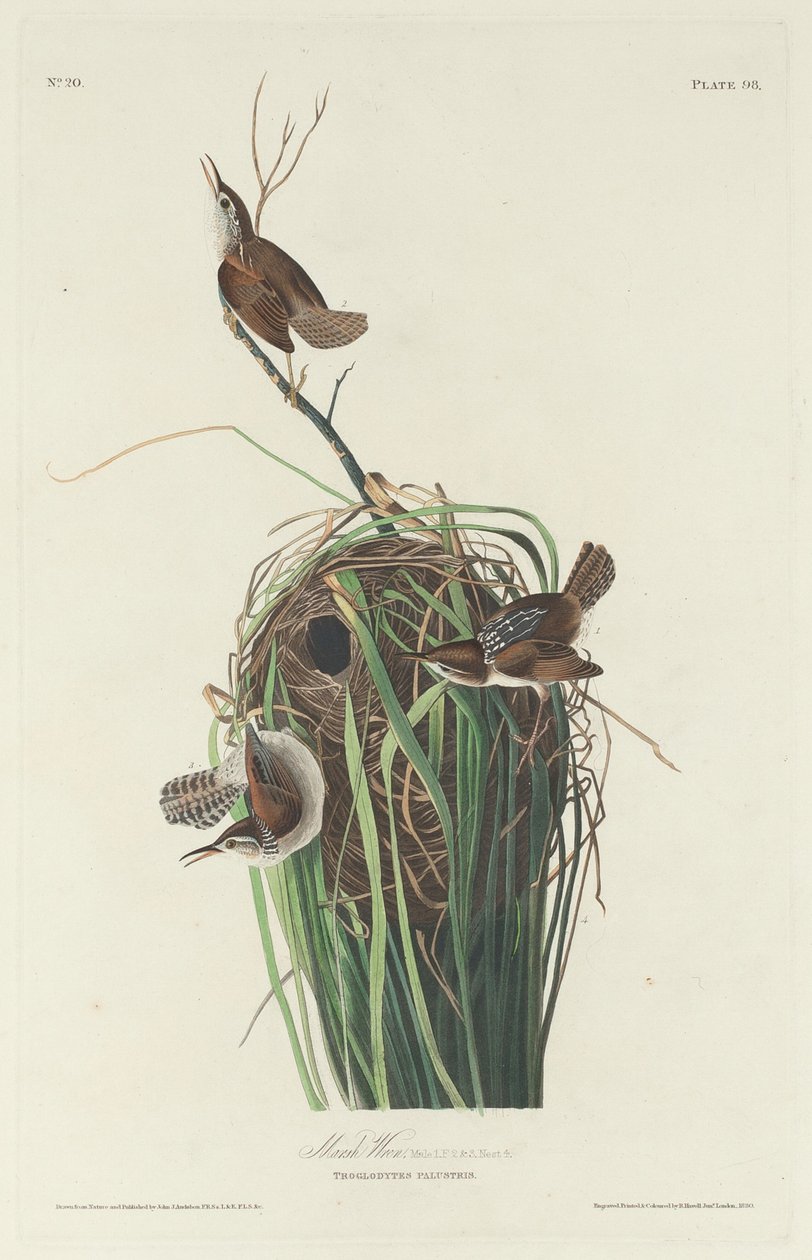 Moeraswinterkoning, 1830 door Robert Havell