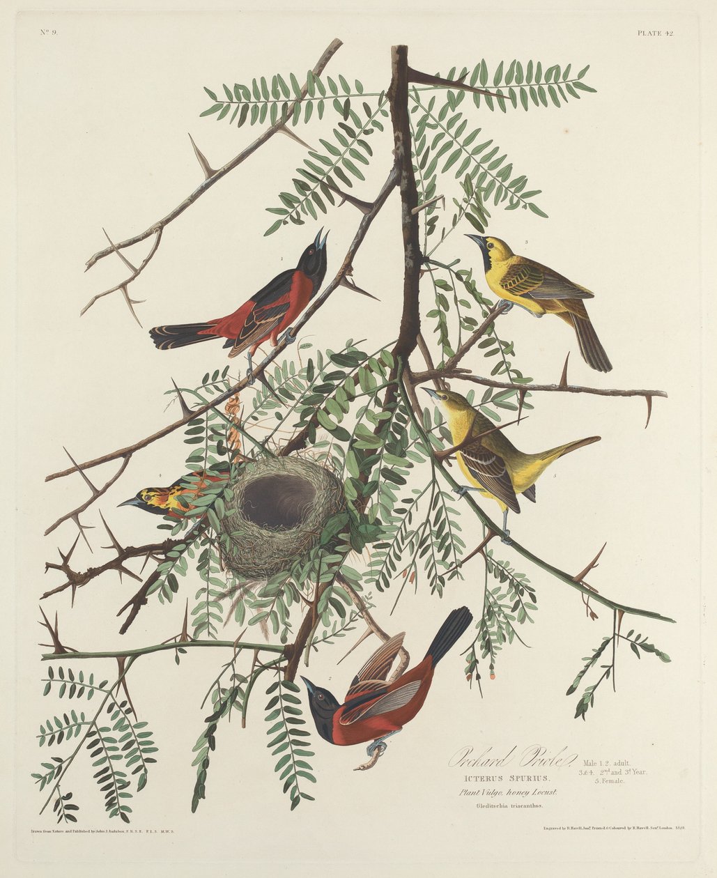 Orchard Oriole, 1828 door Robert Havell