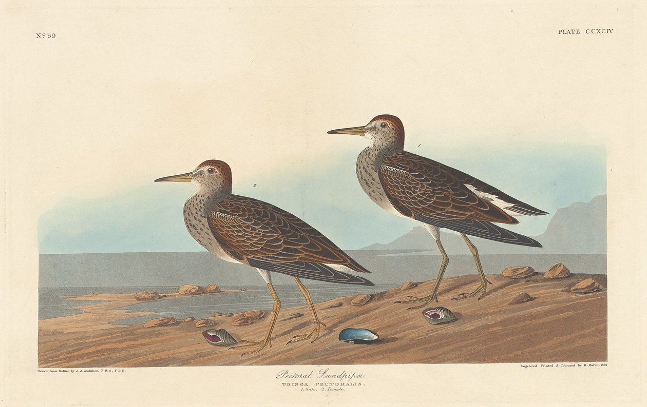 Pectoral strandloper, 1836 door Robert Havell