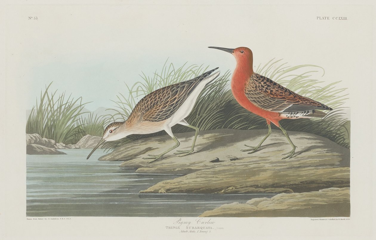 Dwergkievit, 1835 door Robert Havell