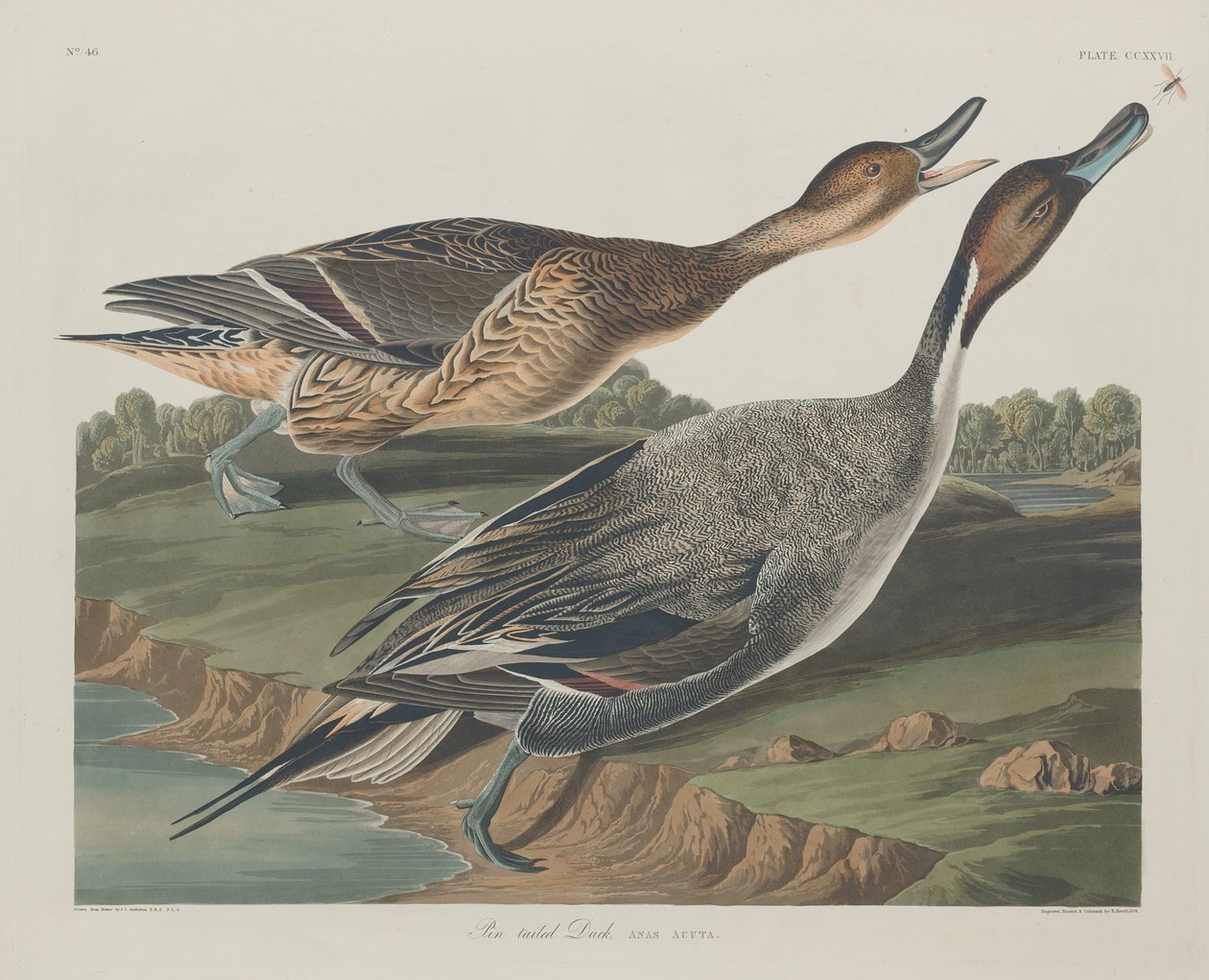 Pintail-eend door Robert Havell