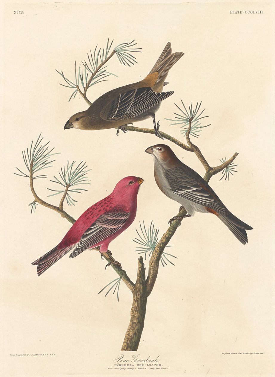 Haakbek, 1837 door Robert Havell