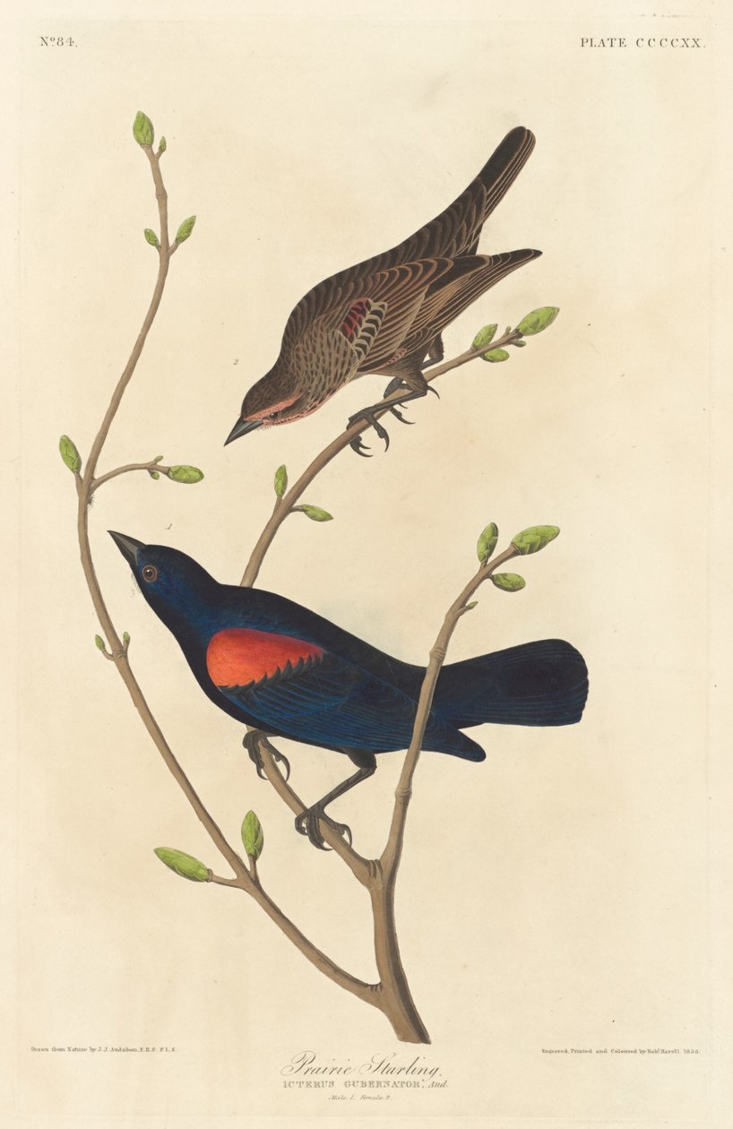 Prairie spreeuw (1838) door Robert Havell