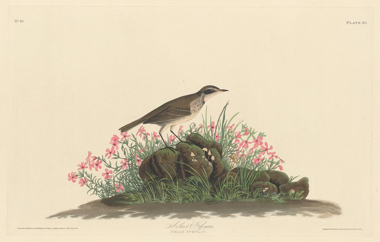 Prairie Titlark door Robert Havell