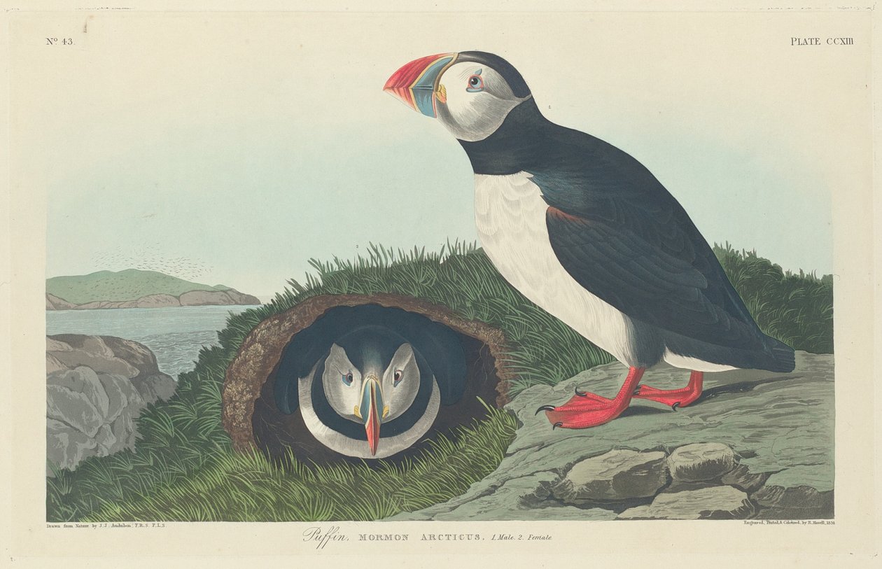 Papegaaiduiker, 1834 door Robert Havell