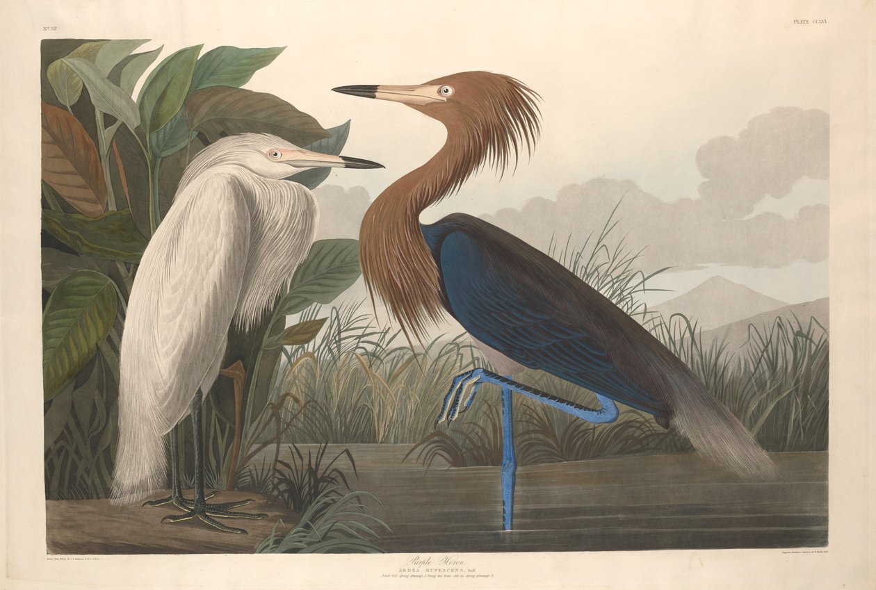 Purperreiger door Robert Havell