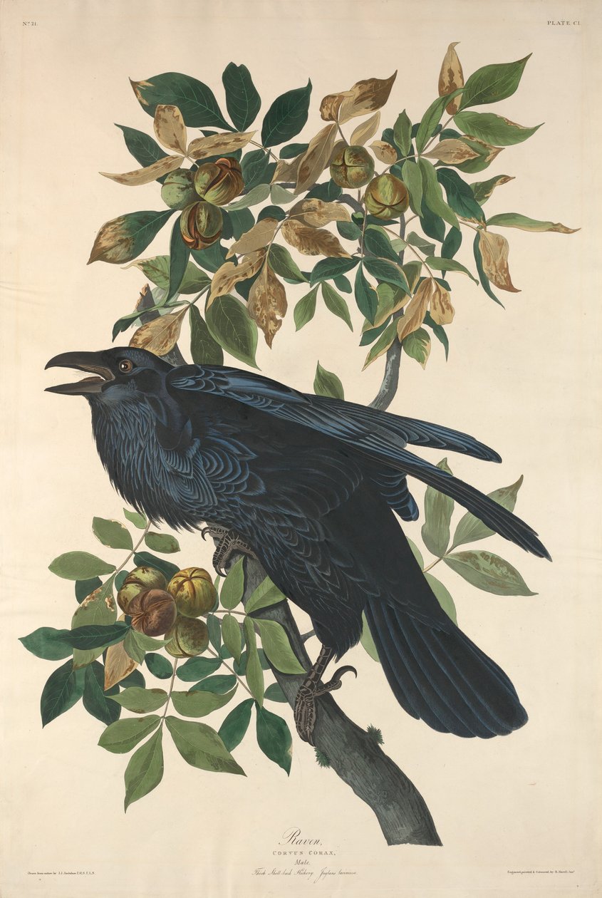 Raaf, 1831 door Robert Havell