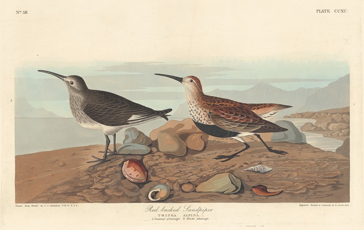 Roodrugstrandloper, 1836 door Robert Havell