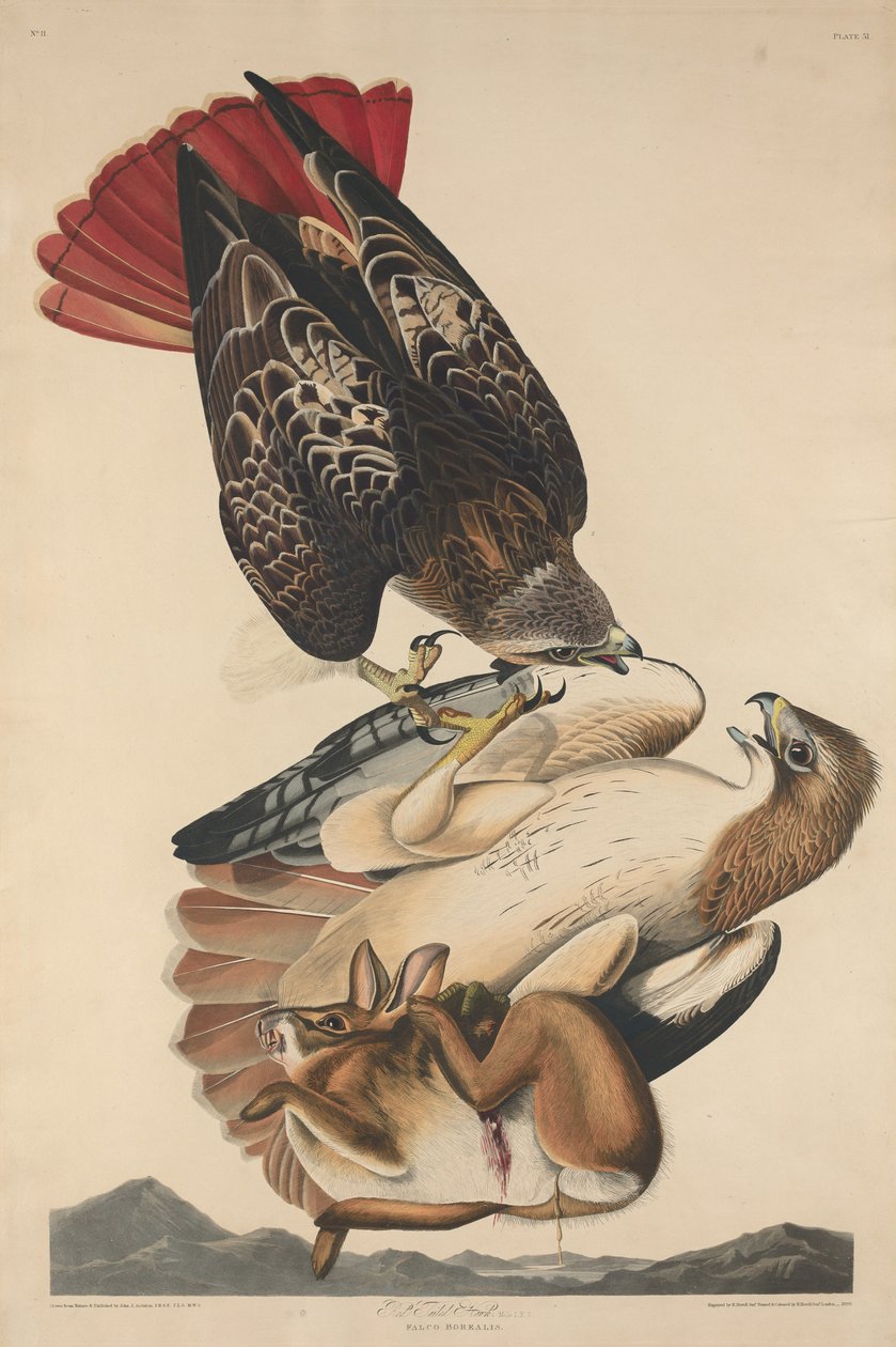 Roodstaartbuizerd, 1829 door Robert Havell
