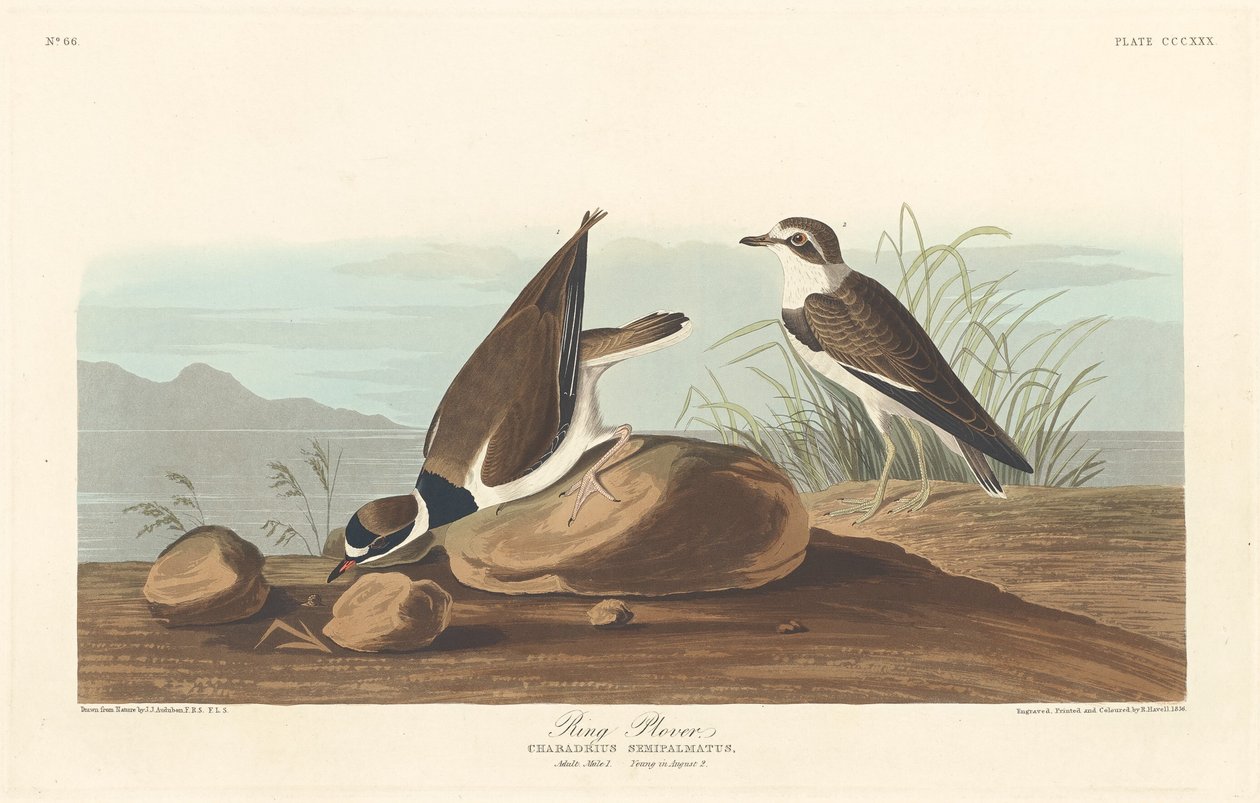 Ring Plover door Robert Havell