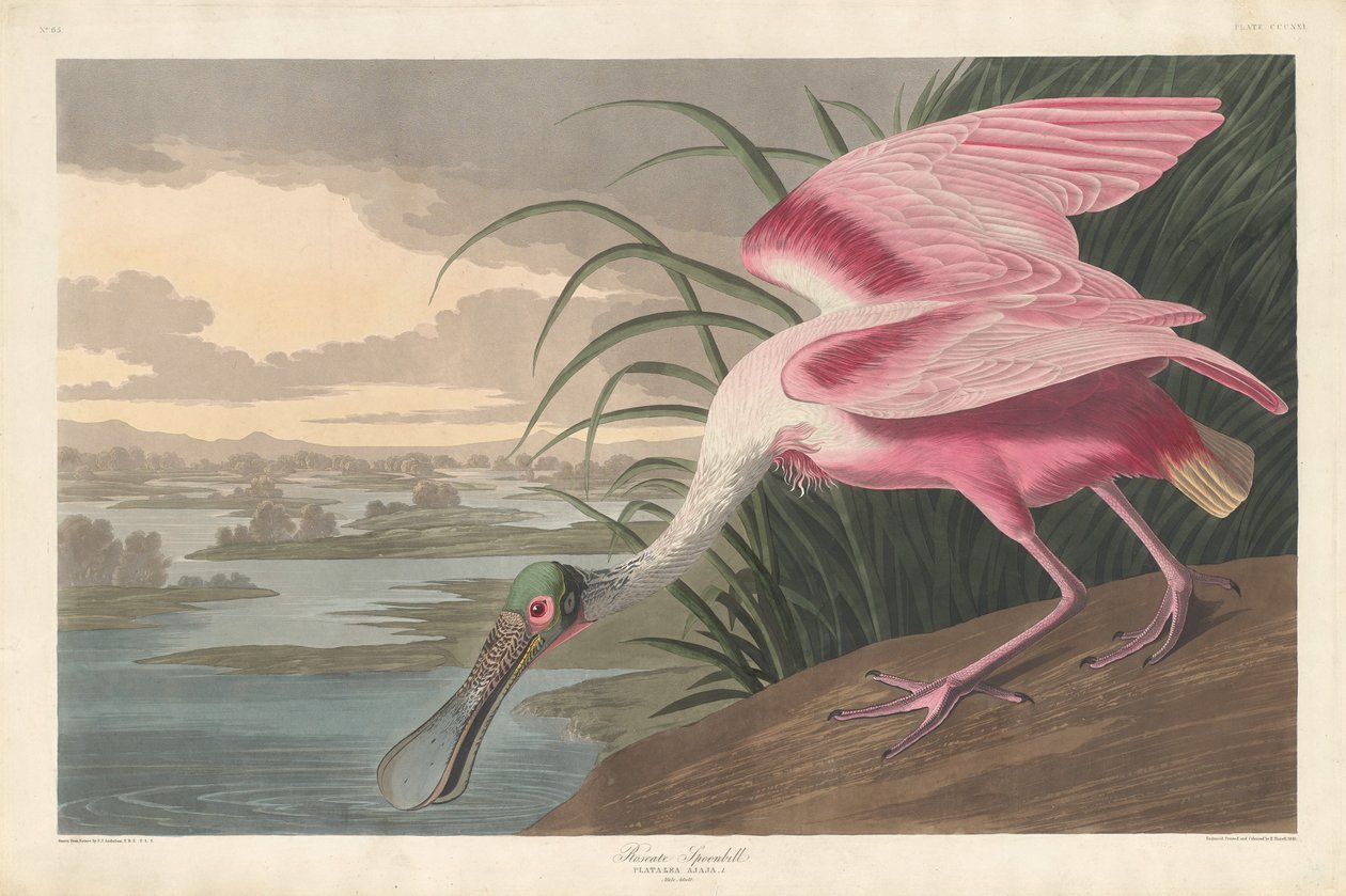 Roséschepbek, 1836 door Robert Havell