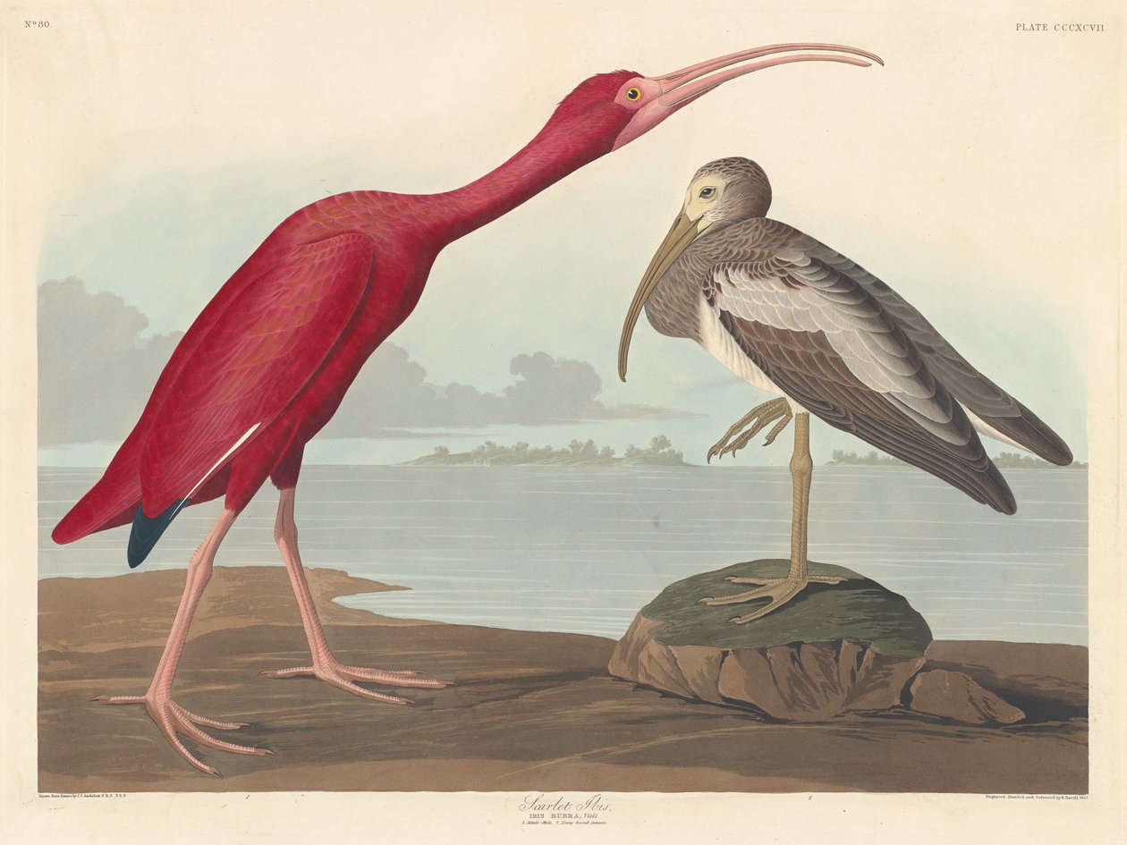 Rode Ibis, 1837 door Robert Havell