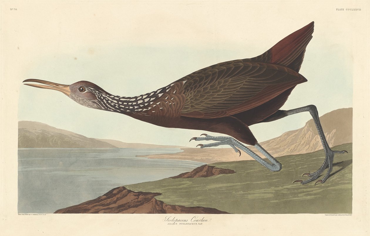 Scolopaceus Courlan, 1837 door Robert Havell