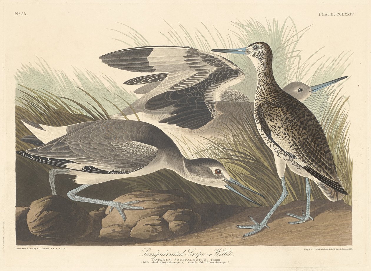 Halfgeplamde Snip of Willet door Robert Havell