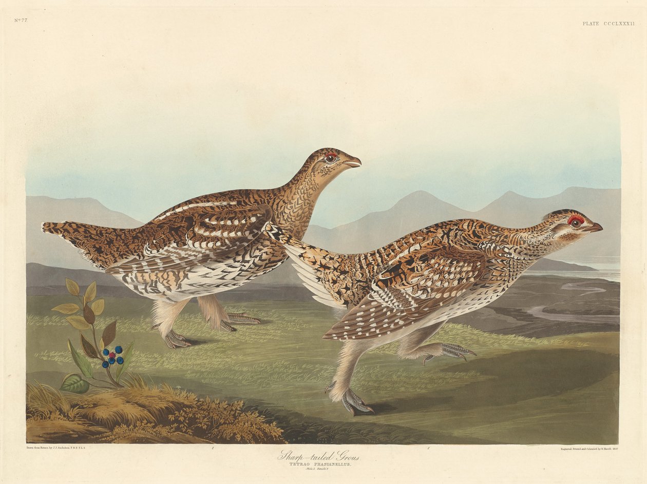Scherpstaartrietgans, 1837 door Robert Havell