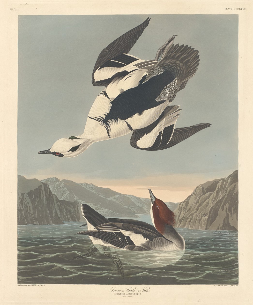 Nonnetje, 1836 door Robert Havell