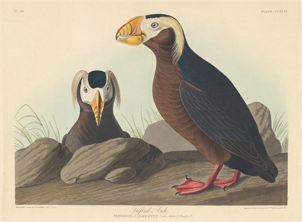 Kuifalk, 1835 door Robert Havell