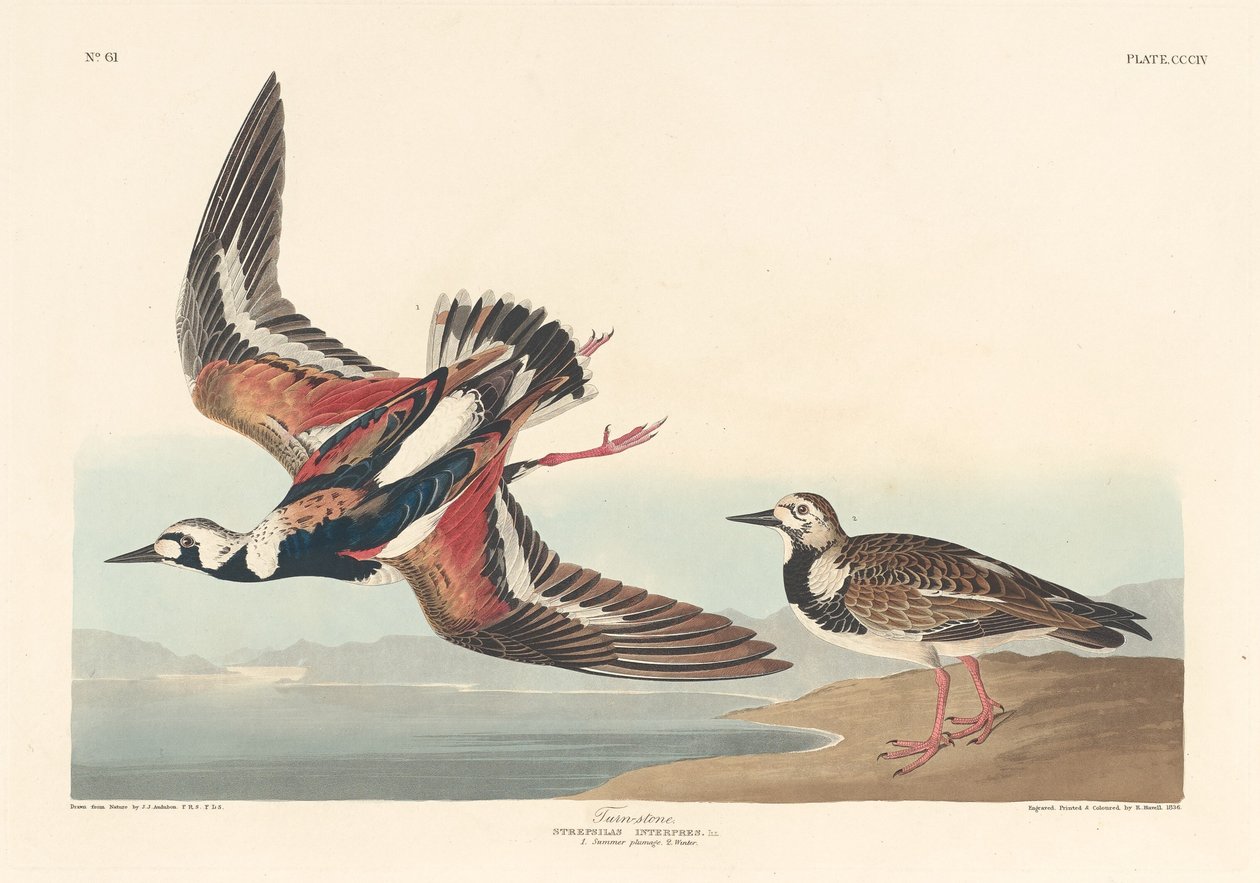 Steenloper, 1836 door Robert Havell