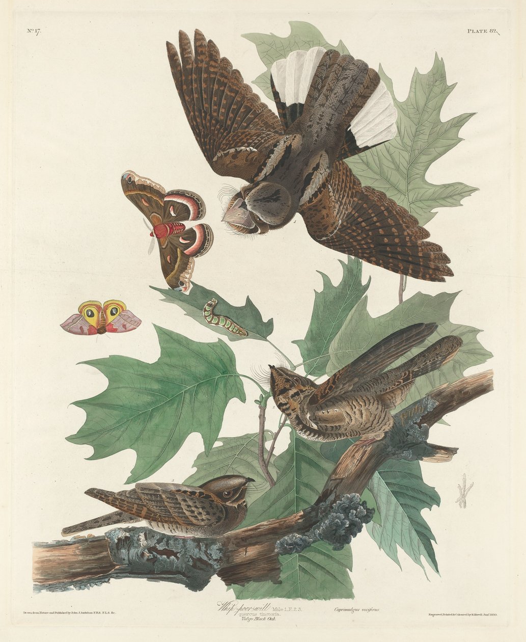 Whip-poor-will, 1830 door Robert Havell
