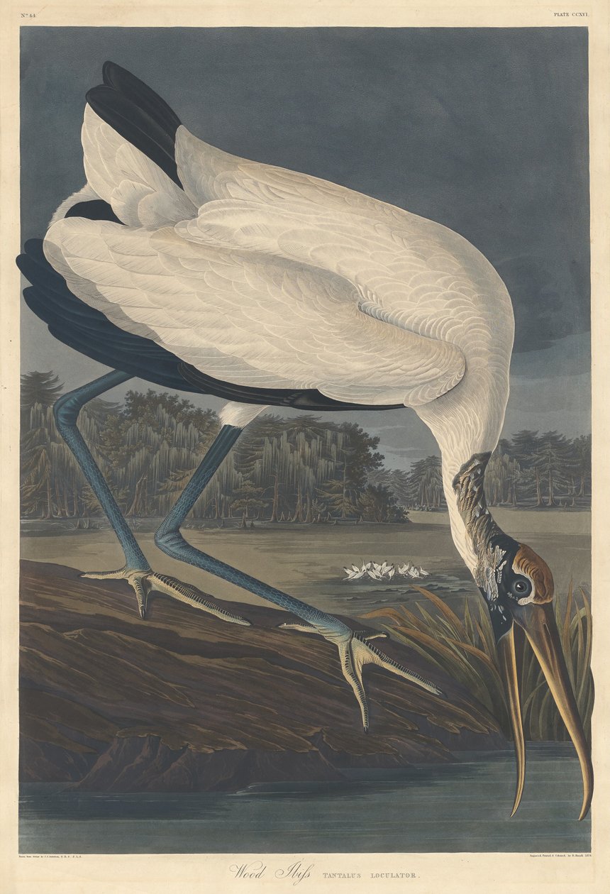 Houtibis, 1834 door Robert Havell