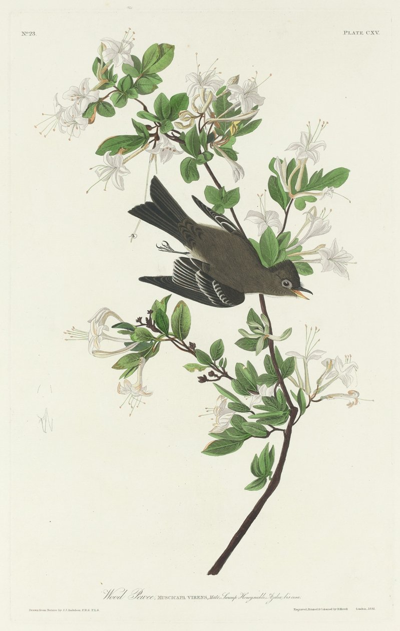 Hout Pewee, 1831 door Robert Havell