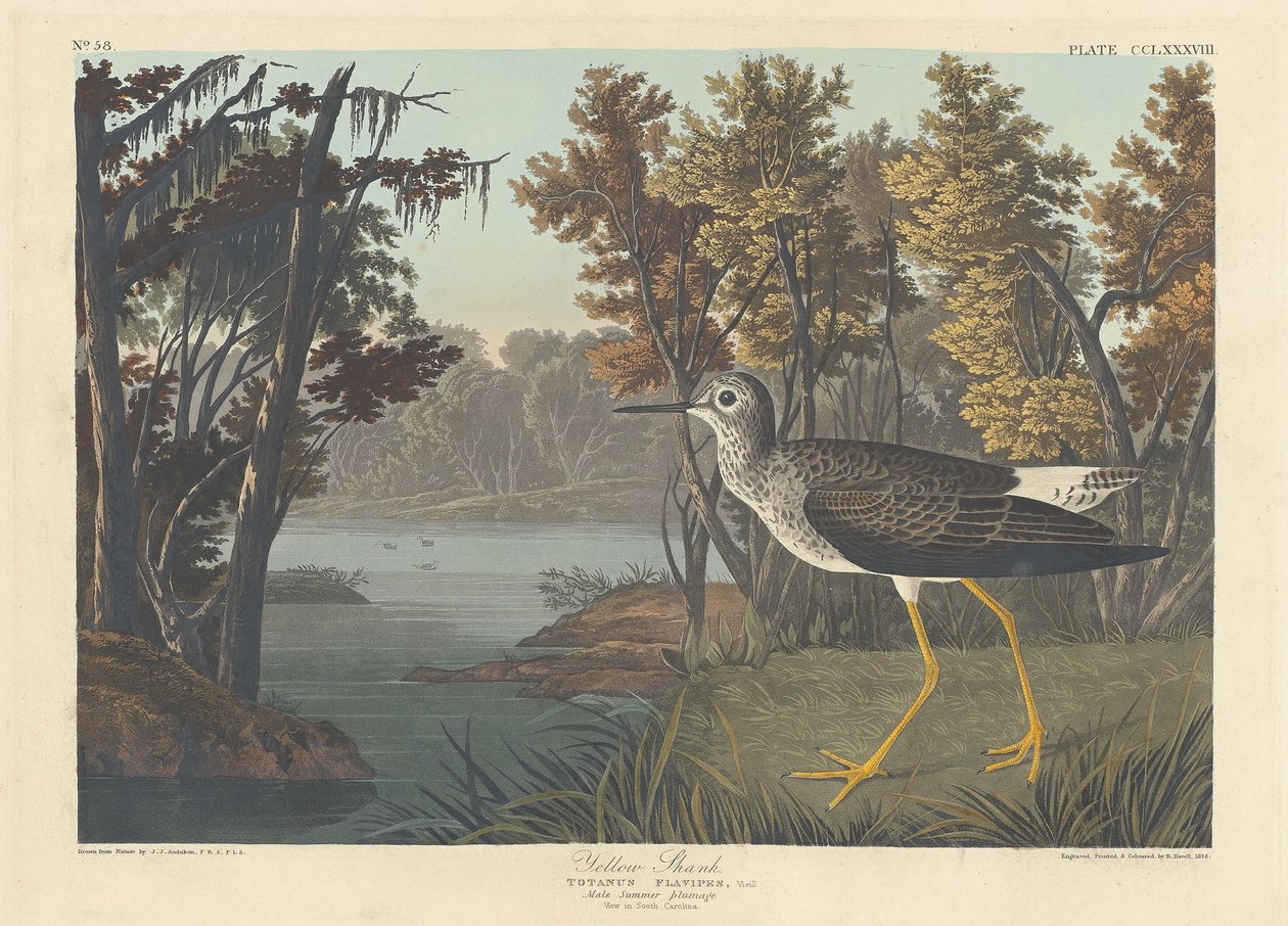 Gele poot, 1836 door Robert Havell