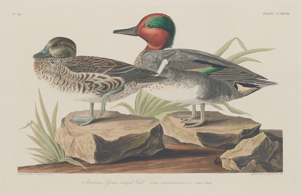 Amerikaanse wintertaling door Robert Havell after John James Audubon