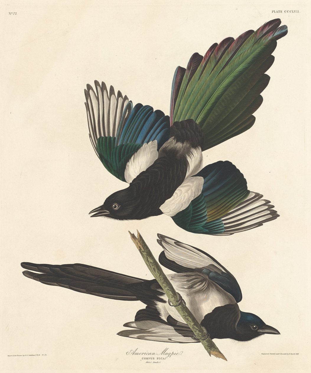 Amerikaanse Ekster door Robert Havell after John James Audubon