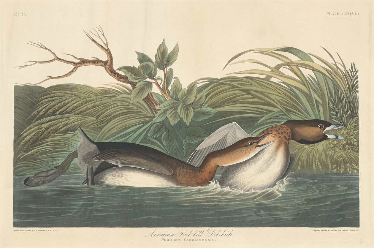 Amerikaanse Pied-Bill Dobchick door Robert Havell after John James Audubon