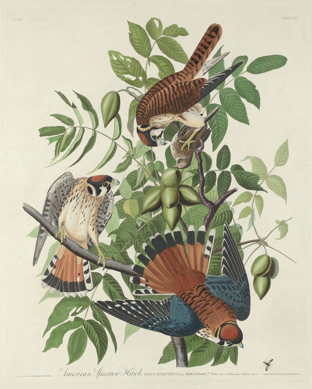 Amerikaanse Sperwer door Robert Havell after John James Audubon
