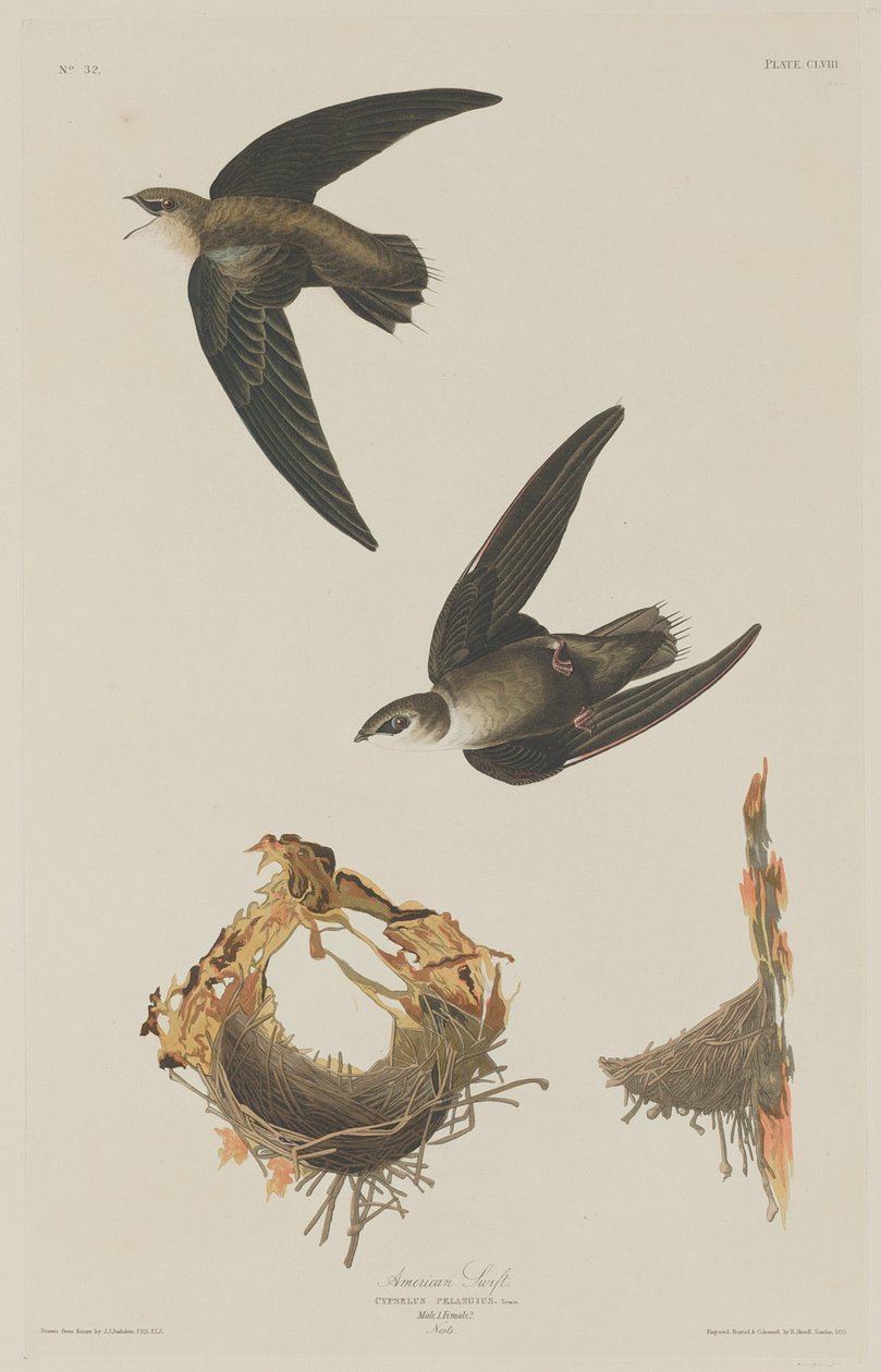 Amerikaanse Gierzwaluw door Robert Havell after John James Audubon