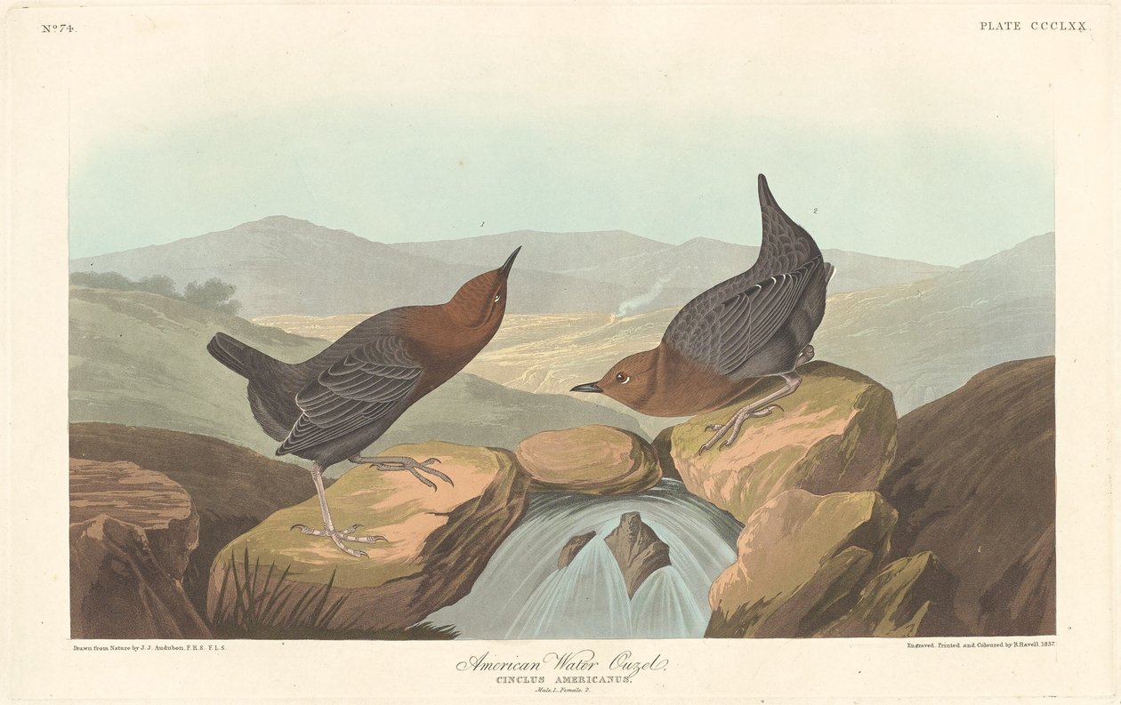 Amerikaanse Water Ouzel door Robert Havell after John James Audubon